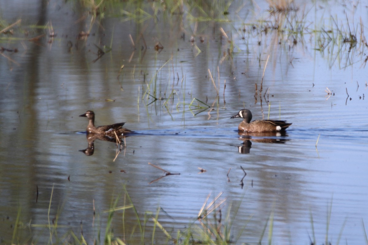 Blue-winged Teal - ML609639723