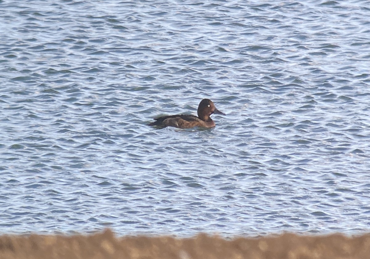eBird Checklist 6 Oct 2023 Broom Quarry 20 species