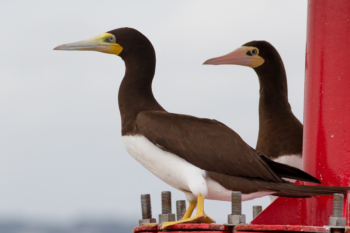 Brown Booby - ML609639846
