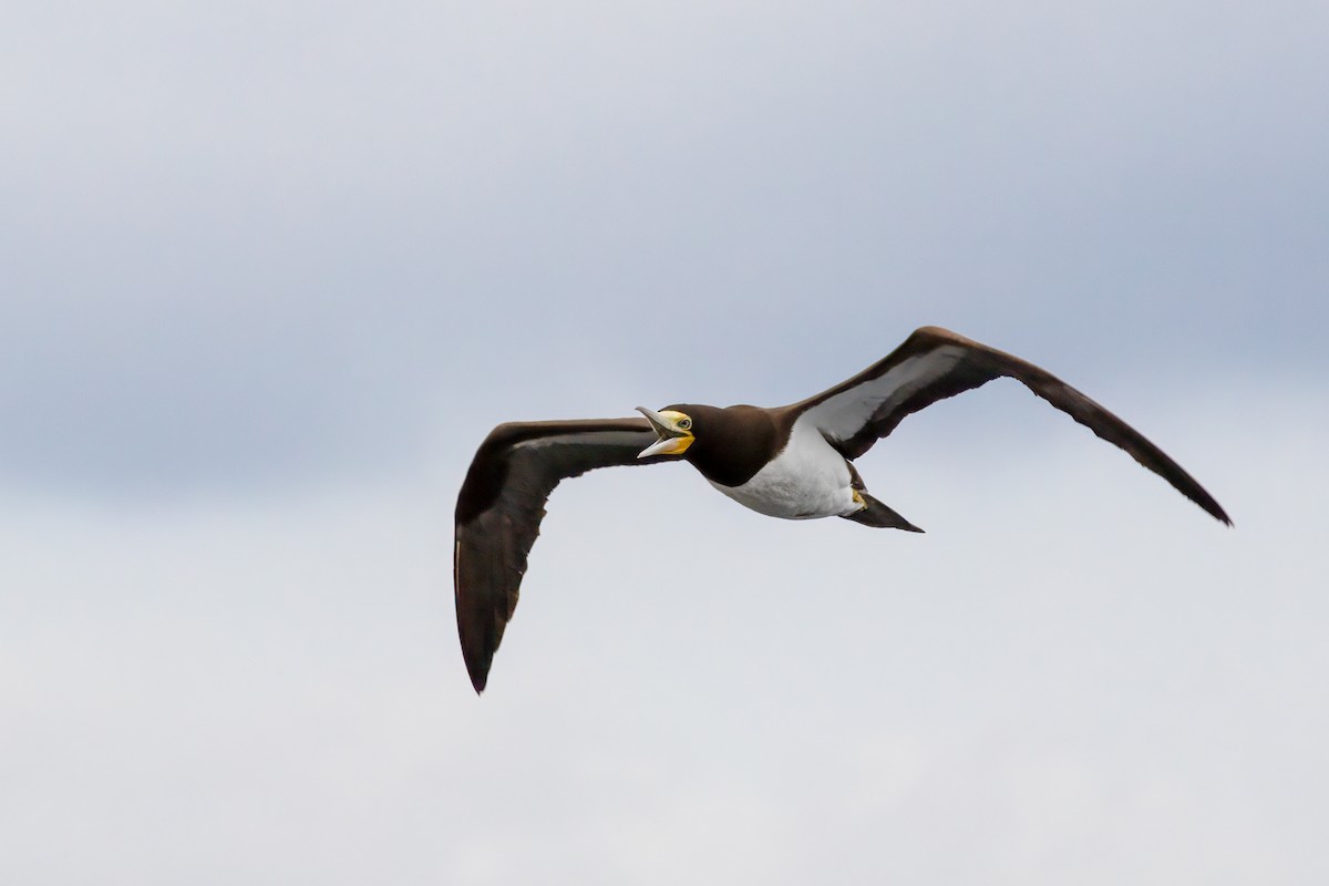 Brown Booby - ML609639847