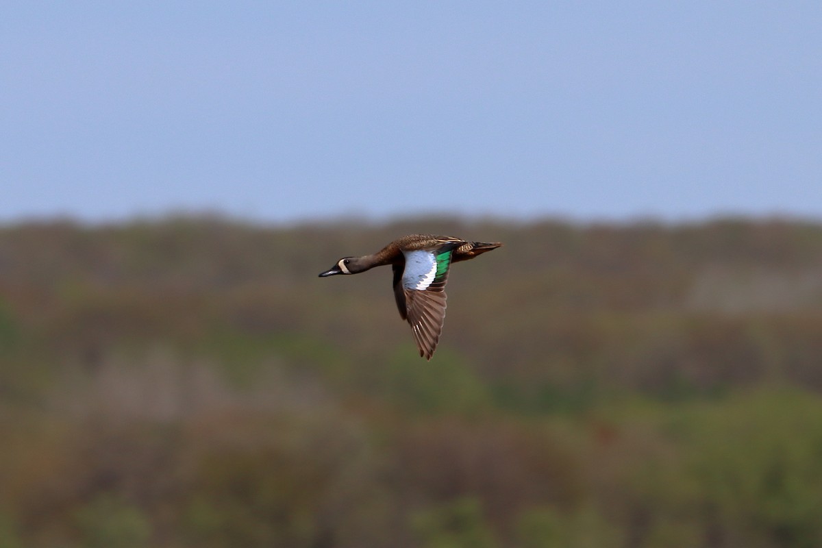 Blue-winged Teal - ML609640287