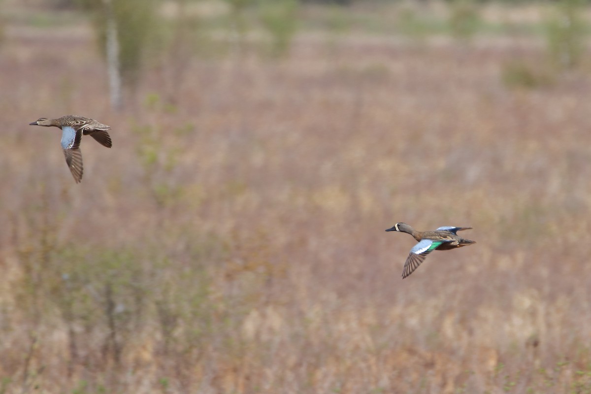 Blue-winged Teal - ML609640288