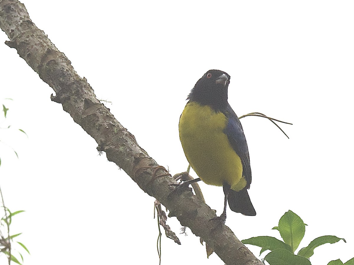 Hooded Mountain Tanager - ML609640512