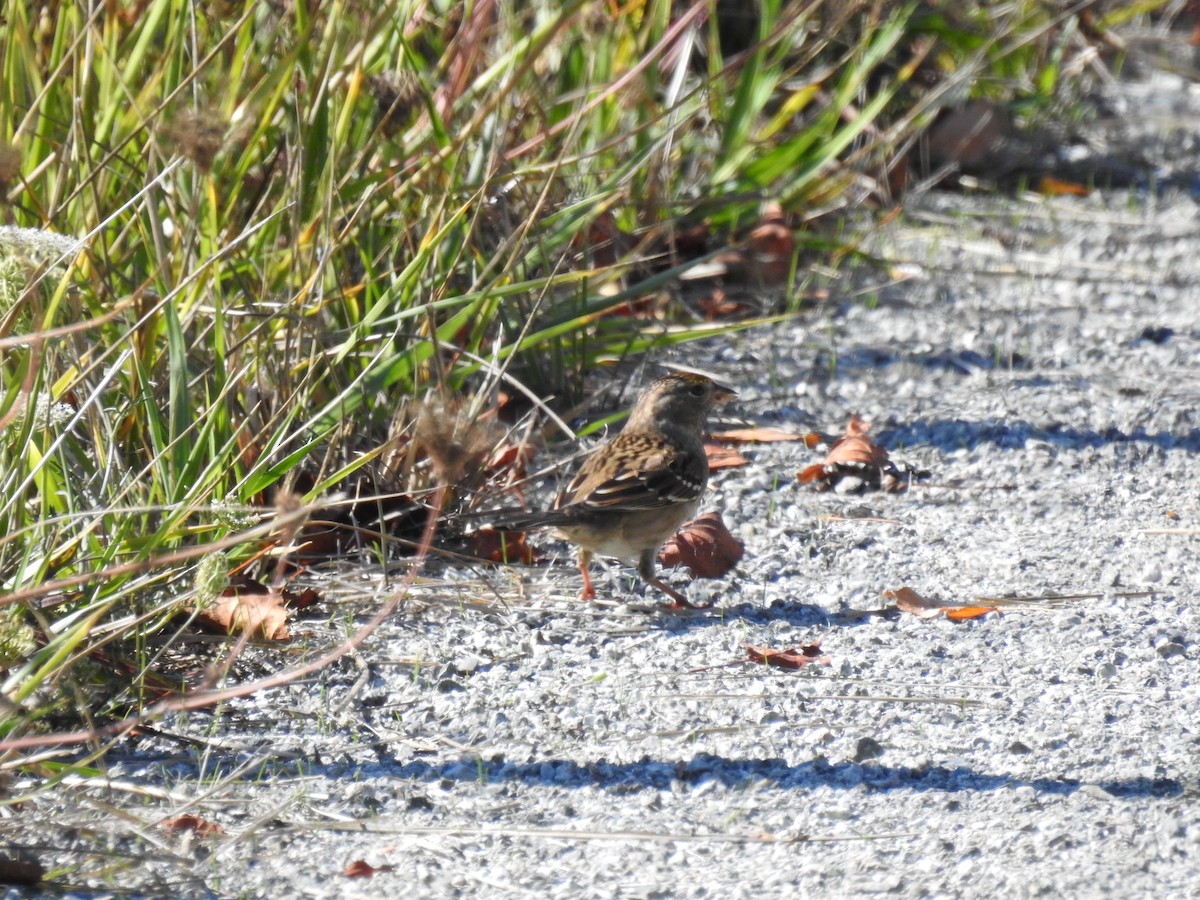 Golden-crowned Sparrow - ML609640772