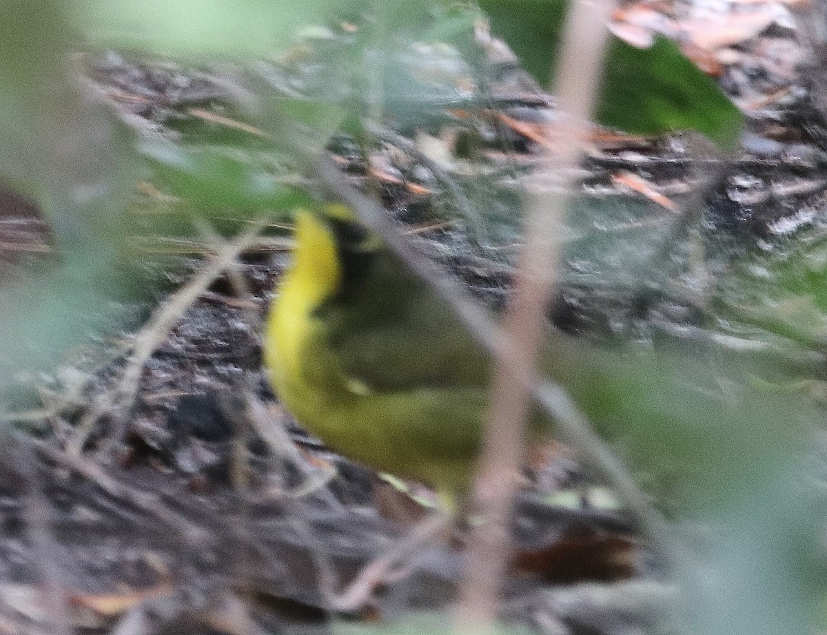 eBird Checklist 6 Oct 2023 Mead Botanical Gardens 16 species
