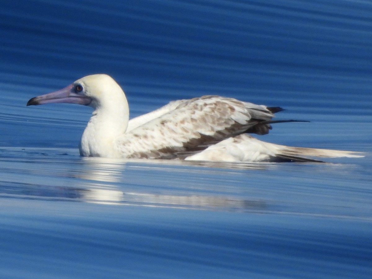 Red-footed Booby - ML609641904