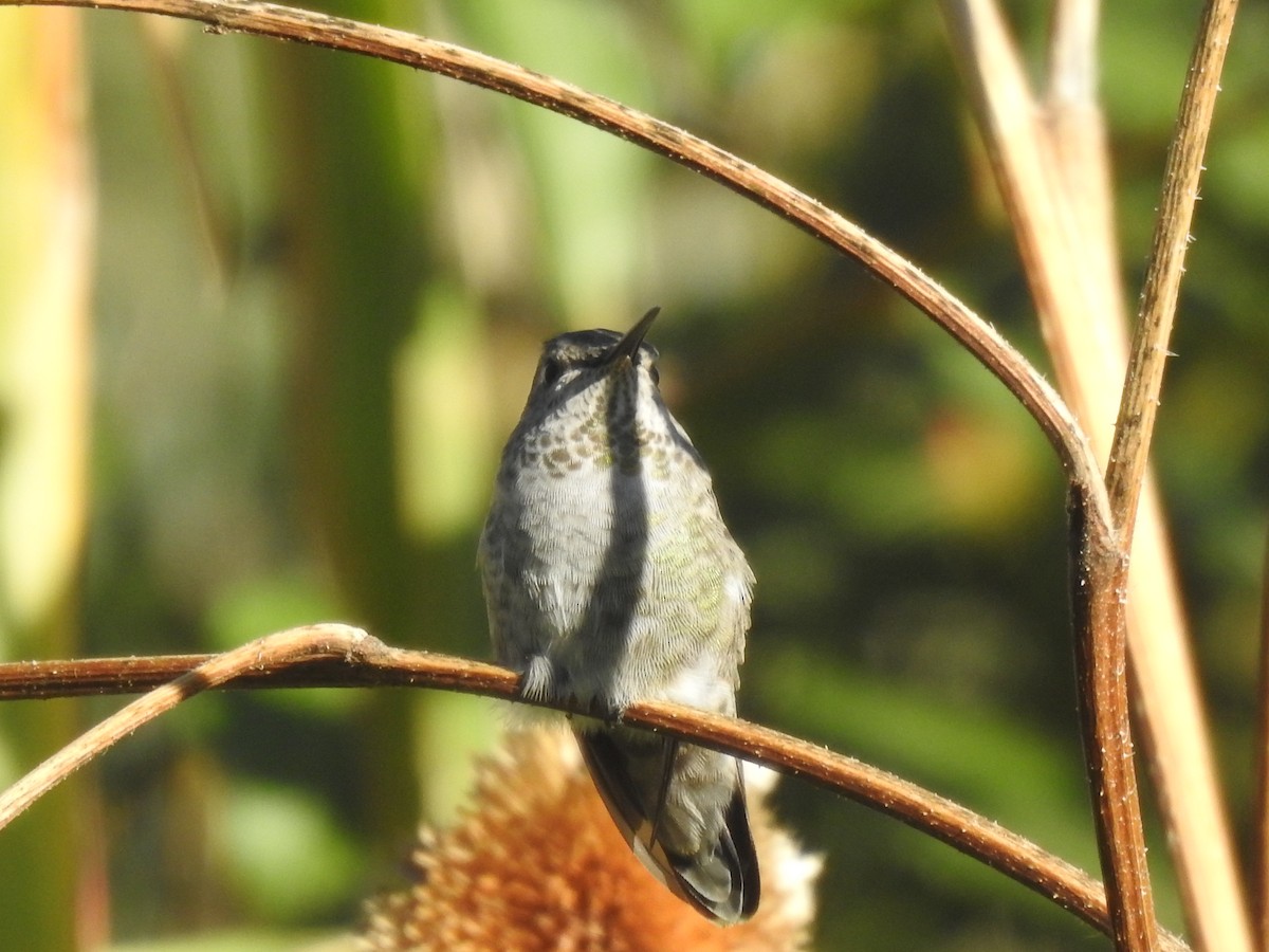 Anna's Hummingbird - ML609641948