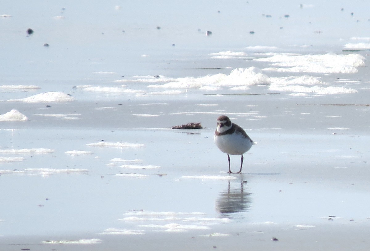 Semipalmated Plover - ML609642225
