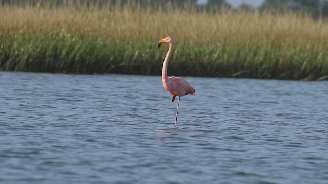 American Flamingo - ML609642730