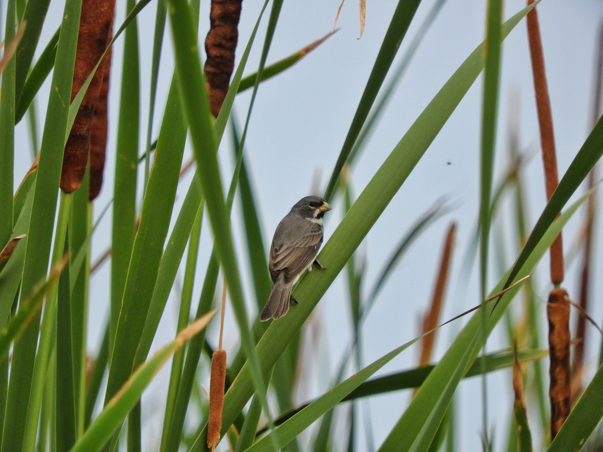Double-collared Seedeater - ML609643091