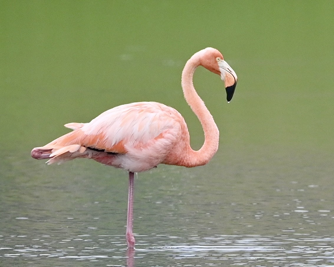 American Flamingo - Joe Wujcik