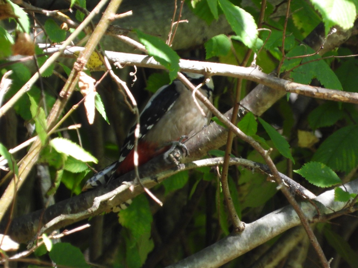 Great Spotted Woodpecker - ML609643368