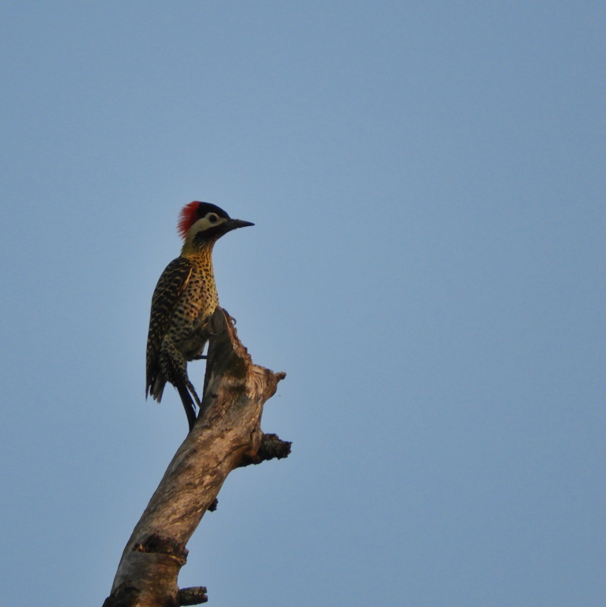 Green-barred Woodpecker - ML609643416