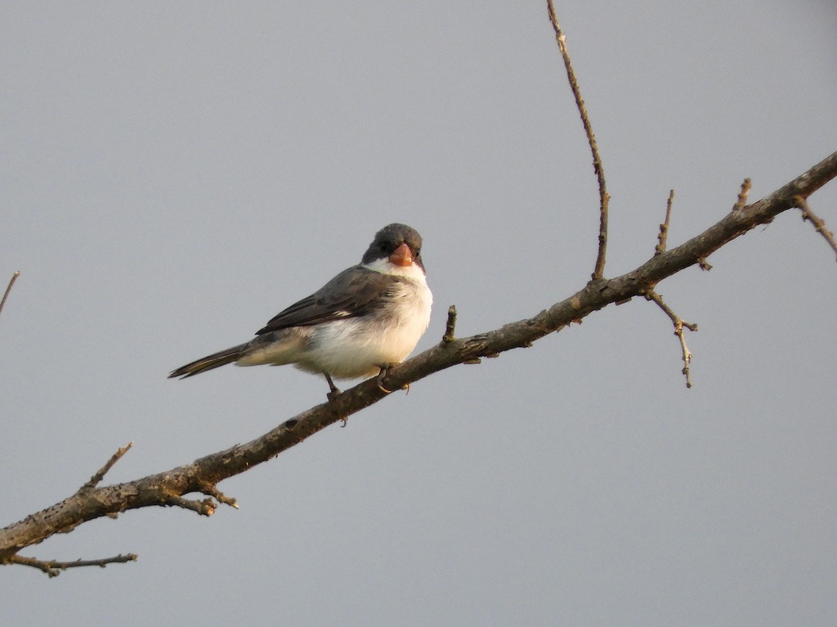 White-bellied Seedeater - ML609643478
