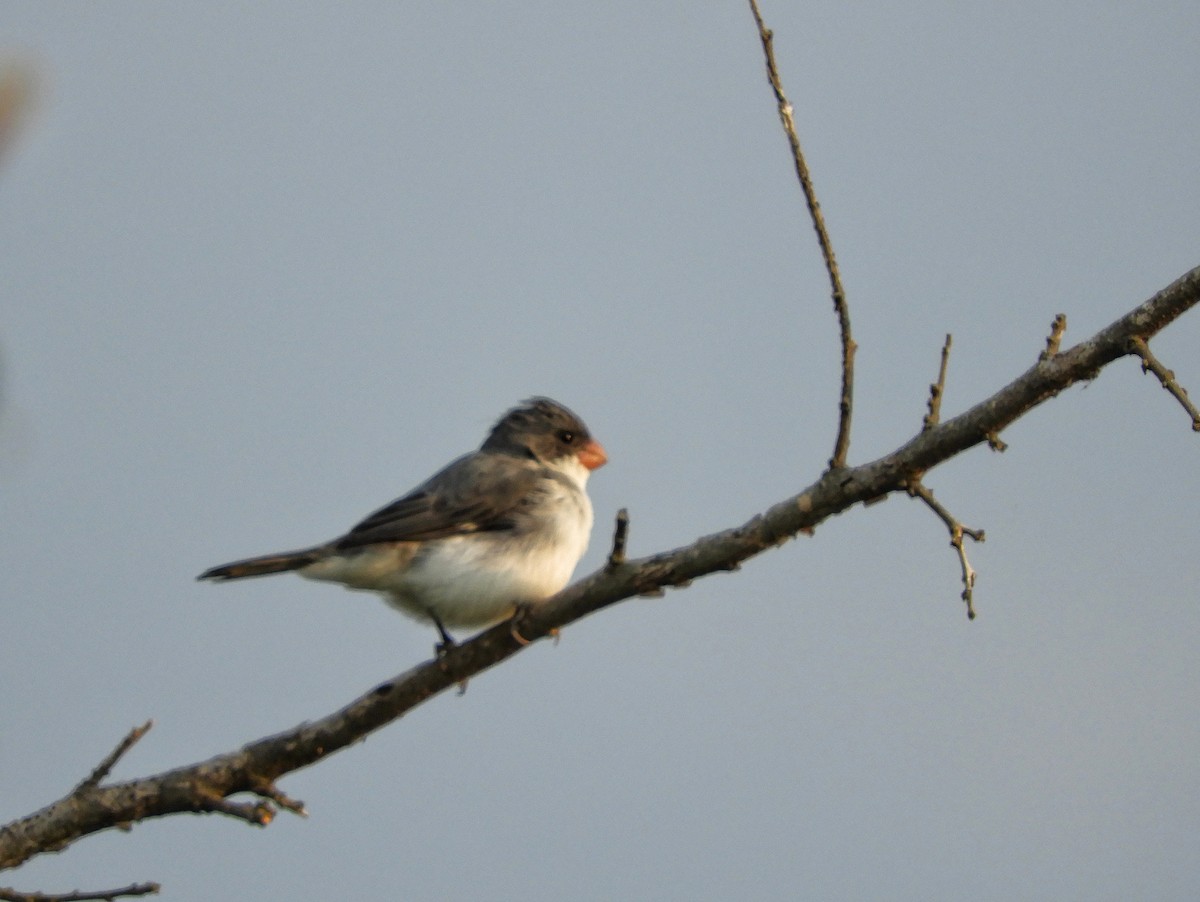 White-bellied Seedeater - ML609643479