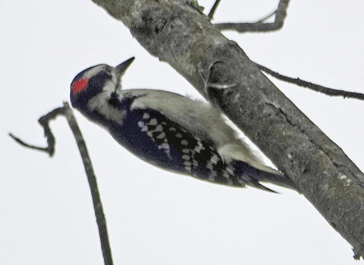 Hairy Woodpecker - William Parkin