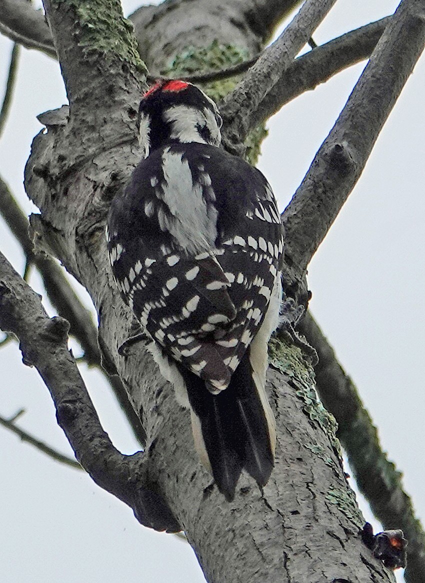 Hairy Woodpecker - ML609644381