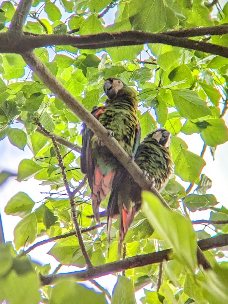 Chestnut-fronted Macaw - ML609644393