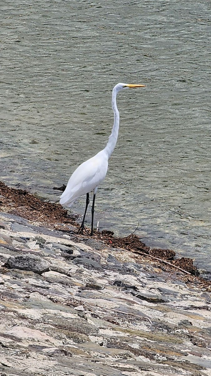 Ebird Checklist Sep Mona Reservoir Species