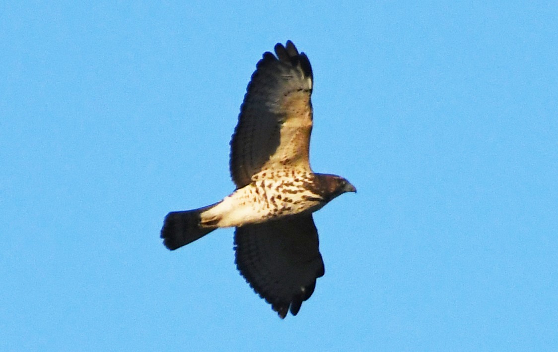 Broad-winged Hawk - ML609645067