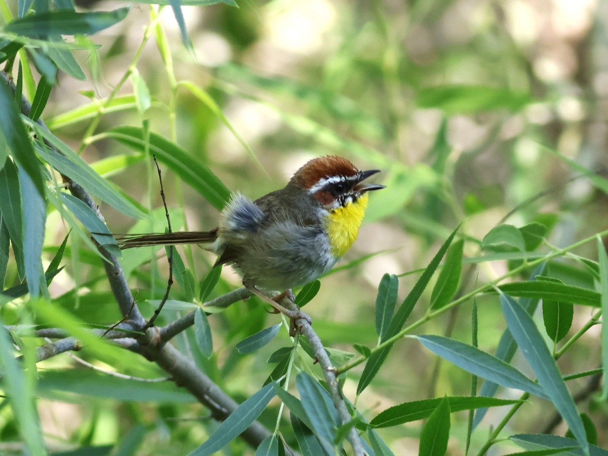 Rufous-capped Warbler - ML609645238