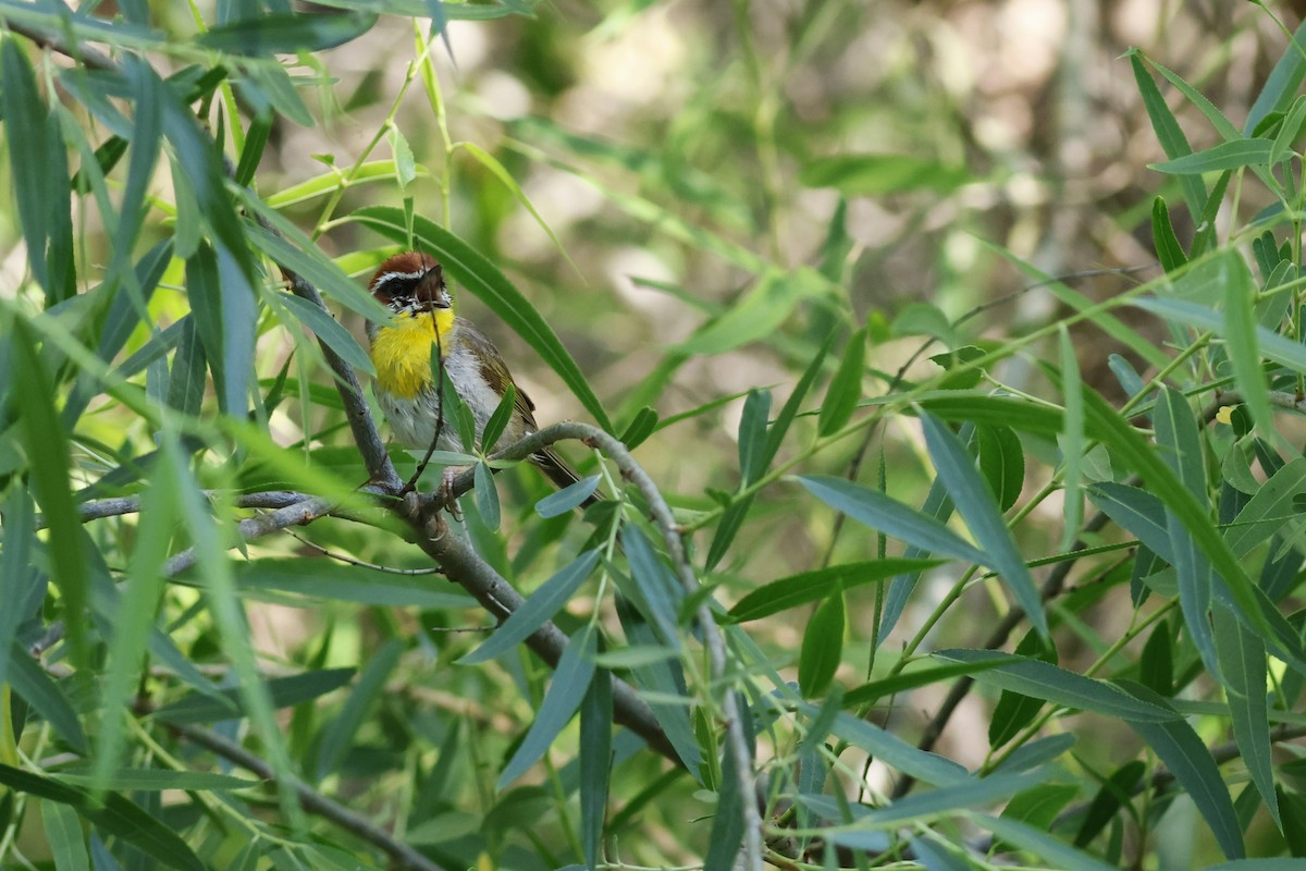 Rufous-capped Warbler - ML609645239