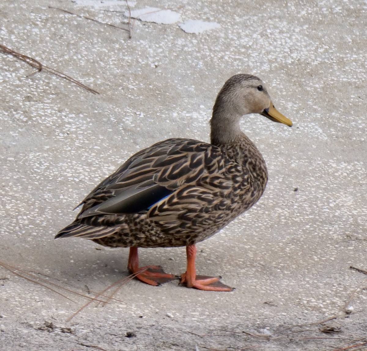 Mottled Duck (Florida) - ML609645321