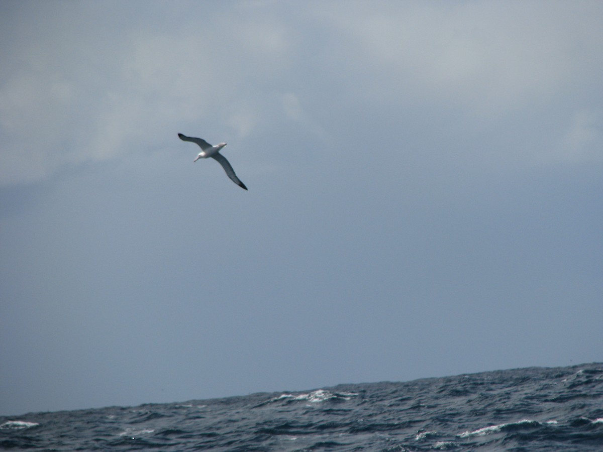 Northern/Southern Royal Albatross - ML609645484
