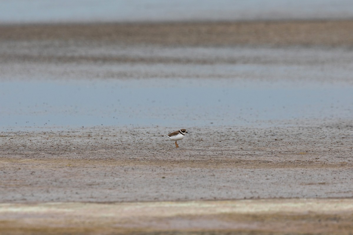 Semipalmated Plover - ML609645548