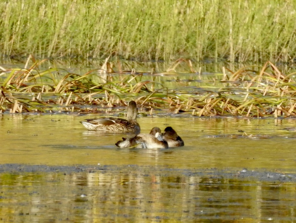 Greater Scaup - ML609645810