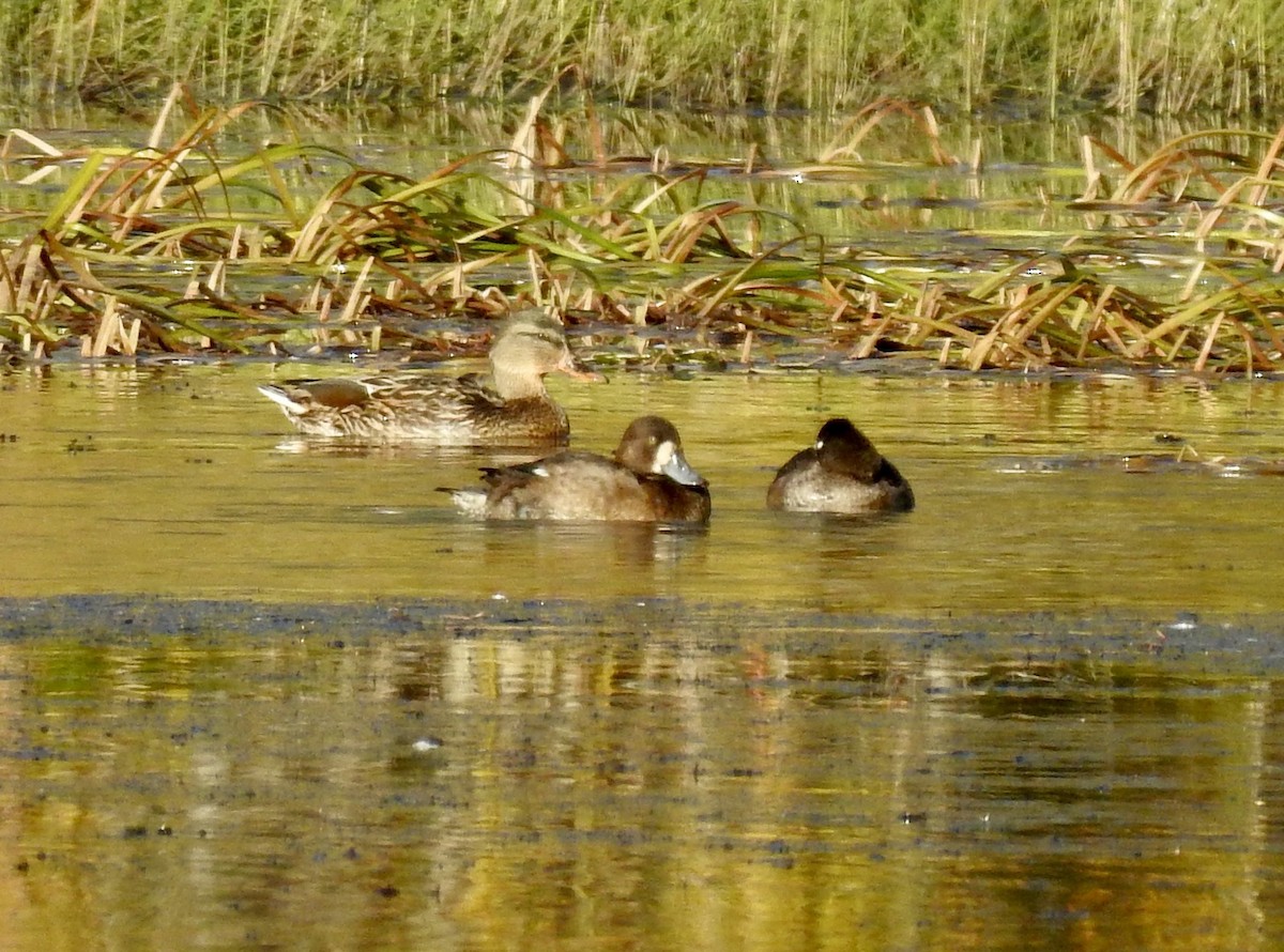 Greater Scaup - ML609645811