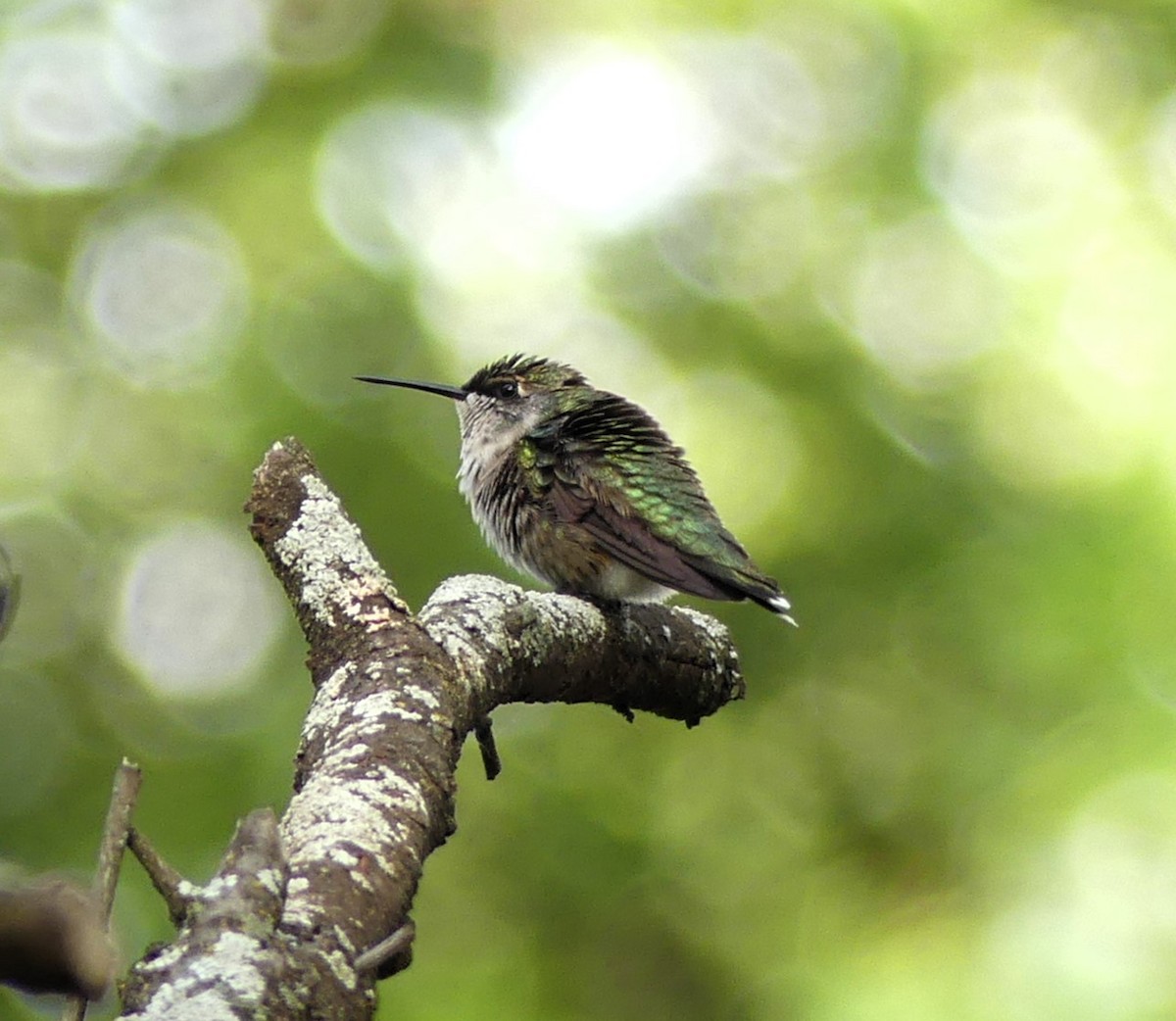 Ruby-throated Hummingbird - ML609646168