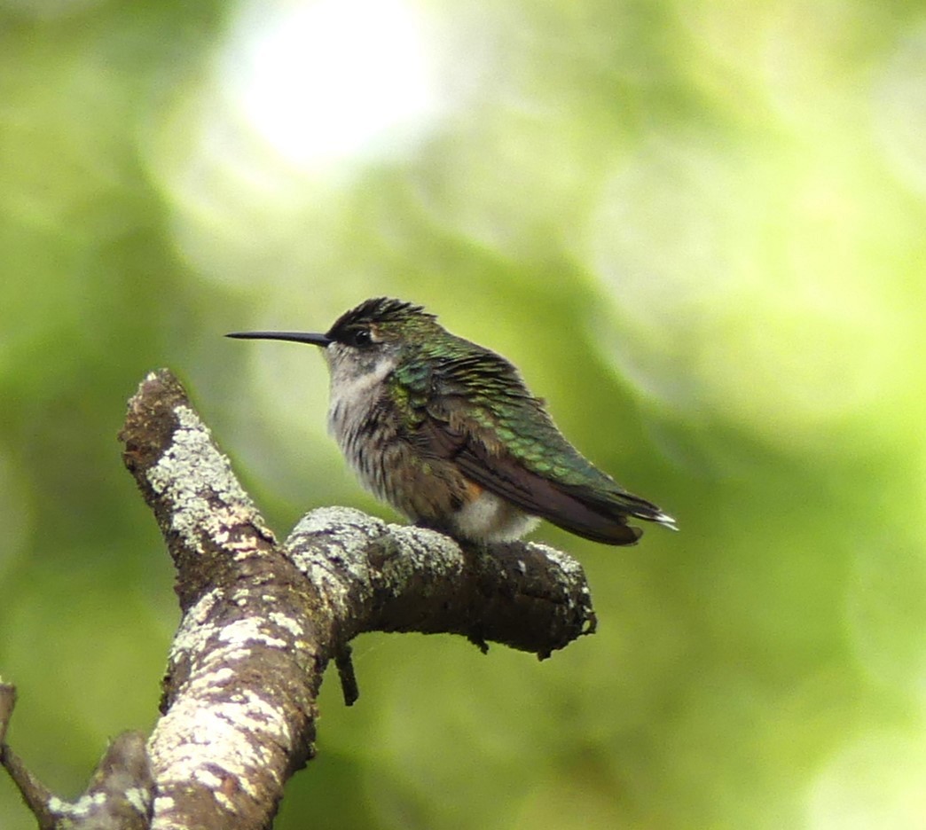 Ruby-throated Hummingbird - ML609646169