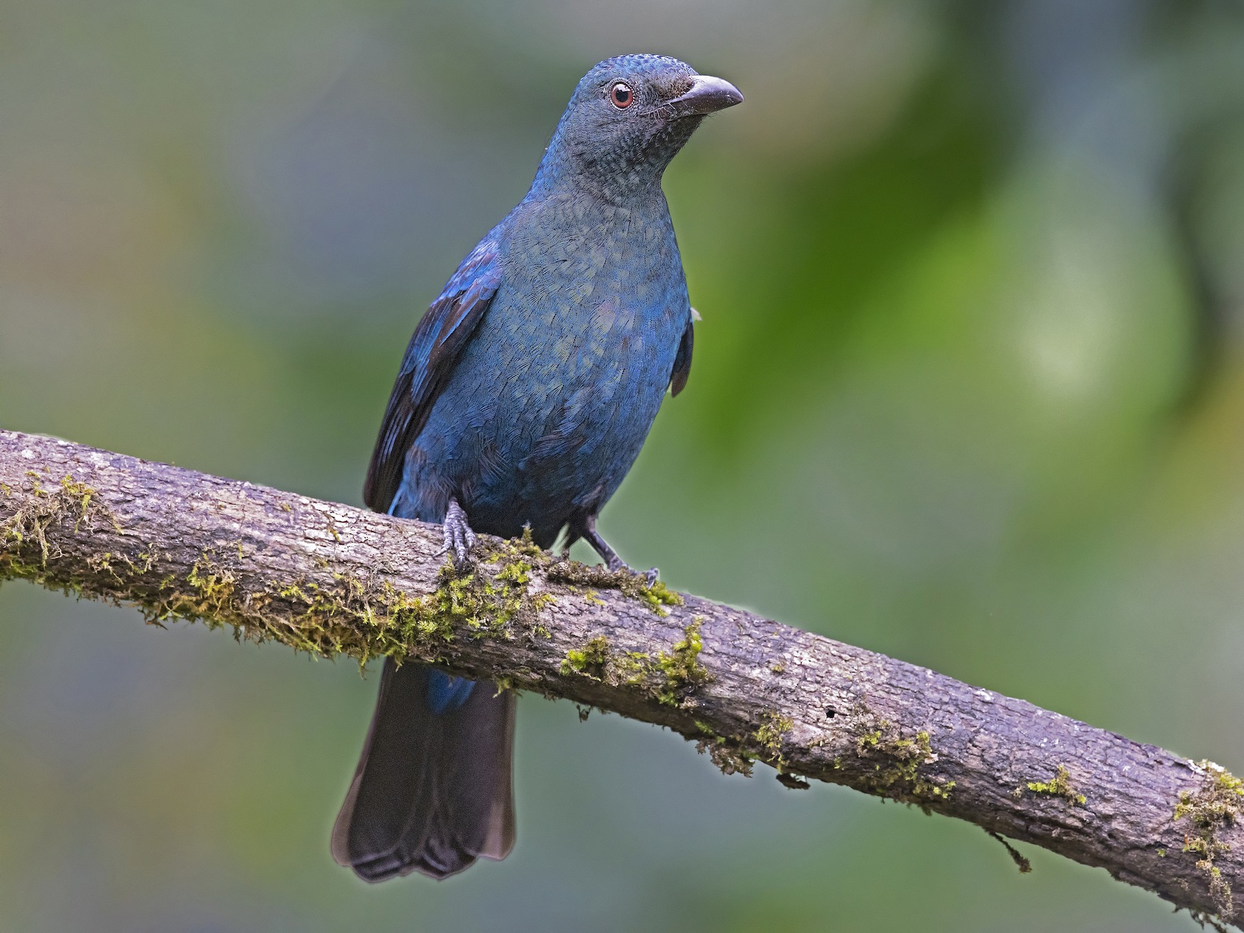 Asian Fairy-bluebird - Arpit Bansal
