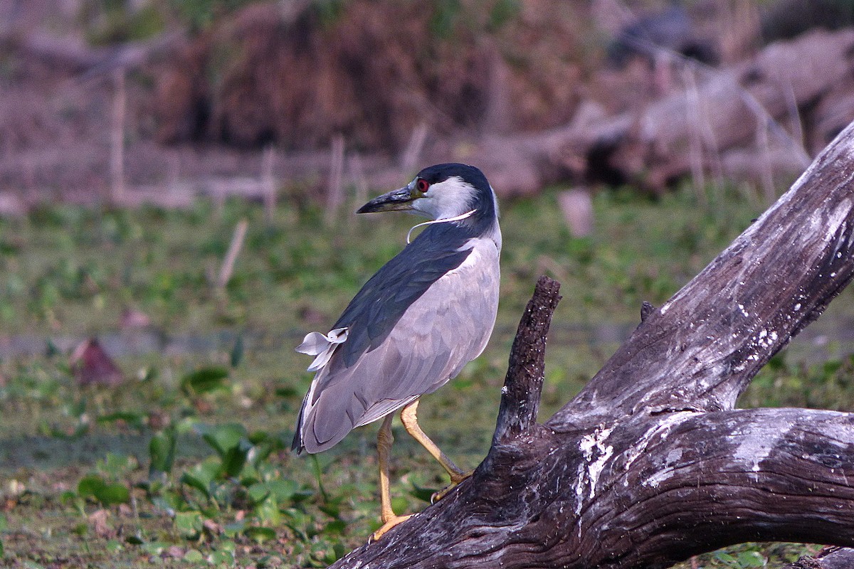 Black-crowned Night Heron - Carlos Agulian