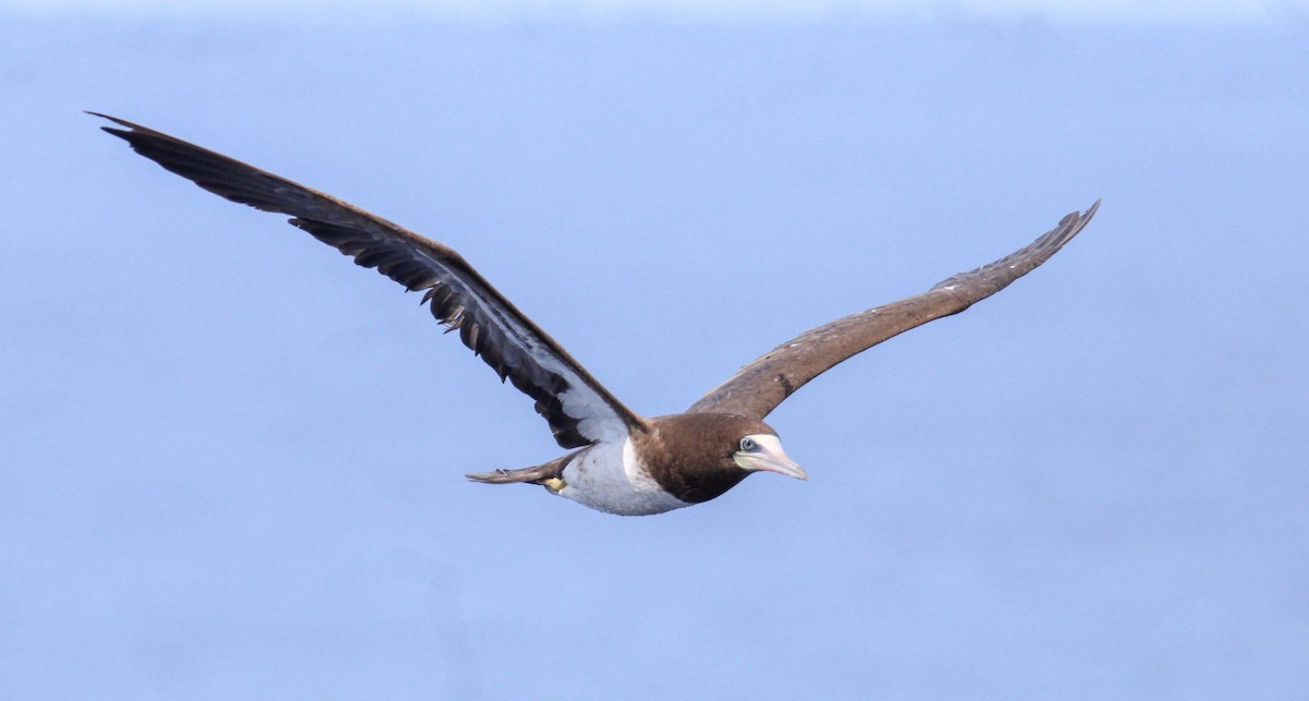 Brown Booby - ML609646690
