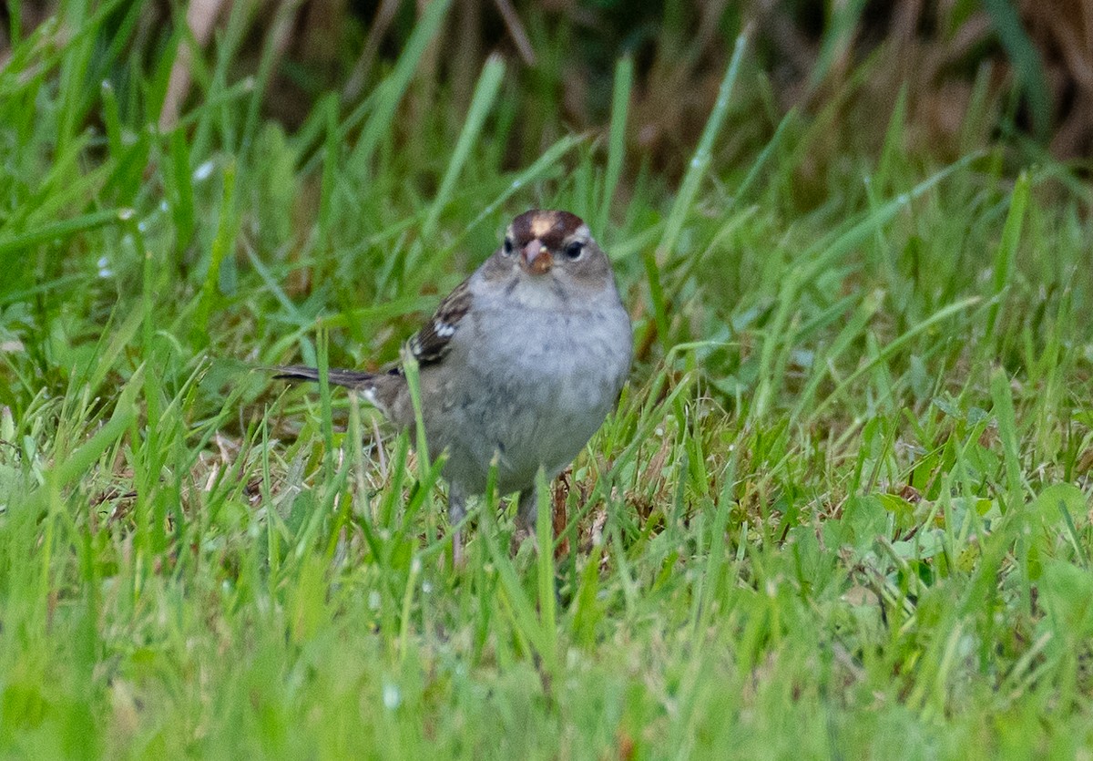 eBird Checklist - 6 Oct 2023 - Northern Great Lakes Visitor Center - 9 ...