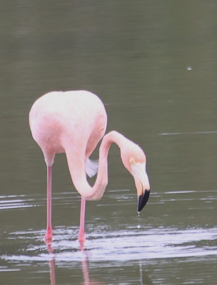 American Flamingo - ML609647274