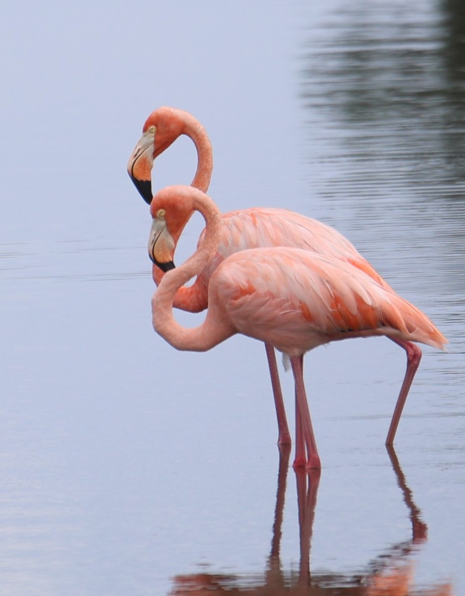 American Flamingo - ML609647279