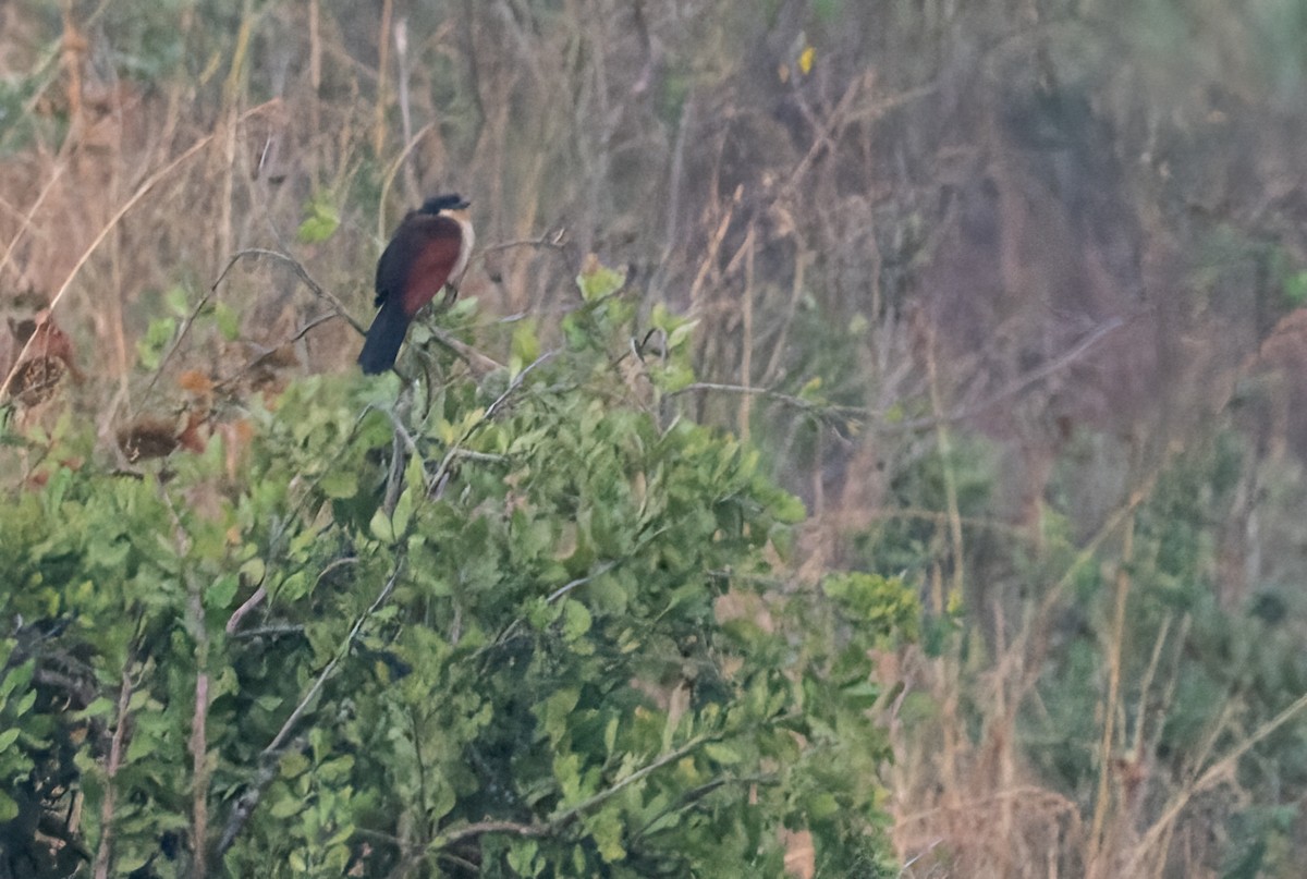 Coppery-tailed Coucal - ML609647511