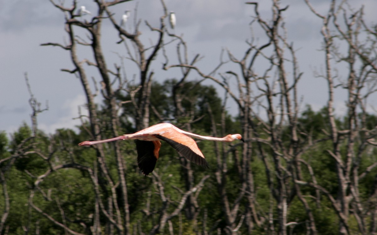 Amerika Flamingosu - ML609647699