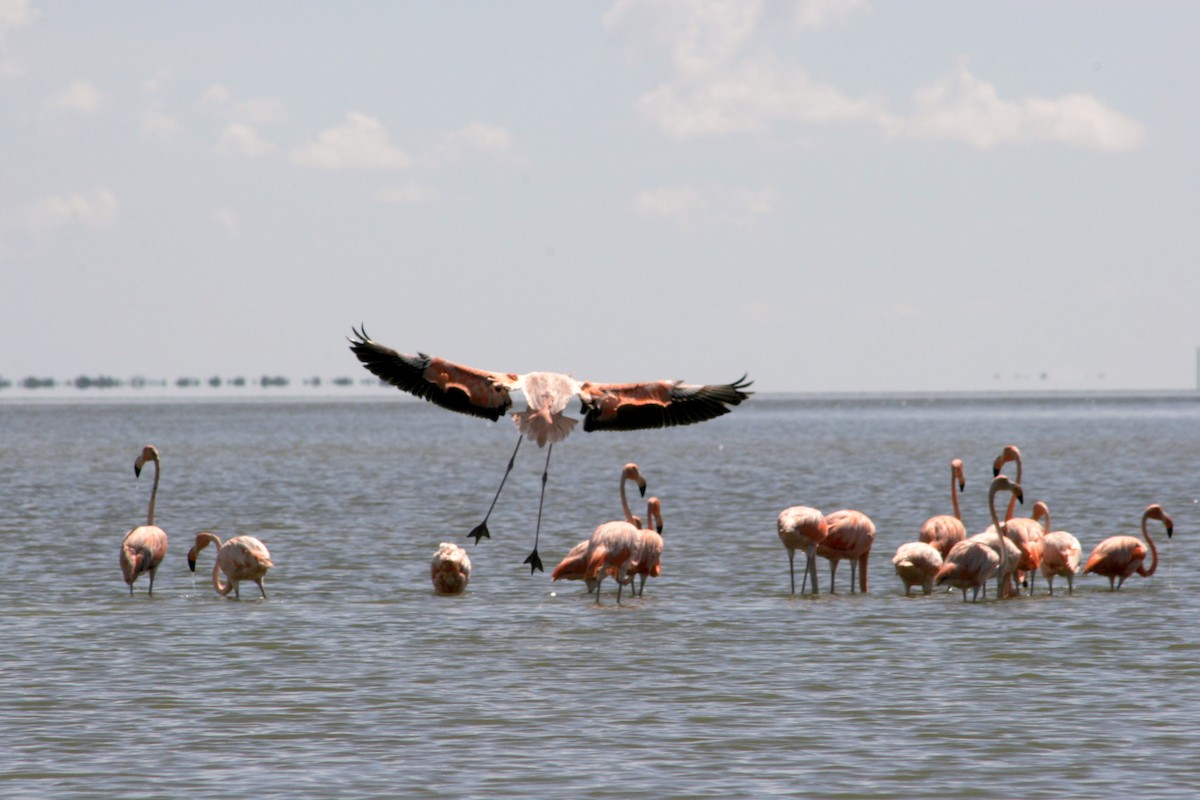Amerika Flamingosu - ML609647700