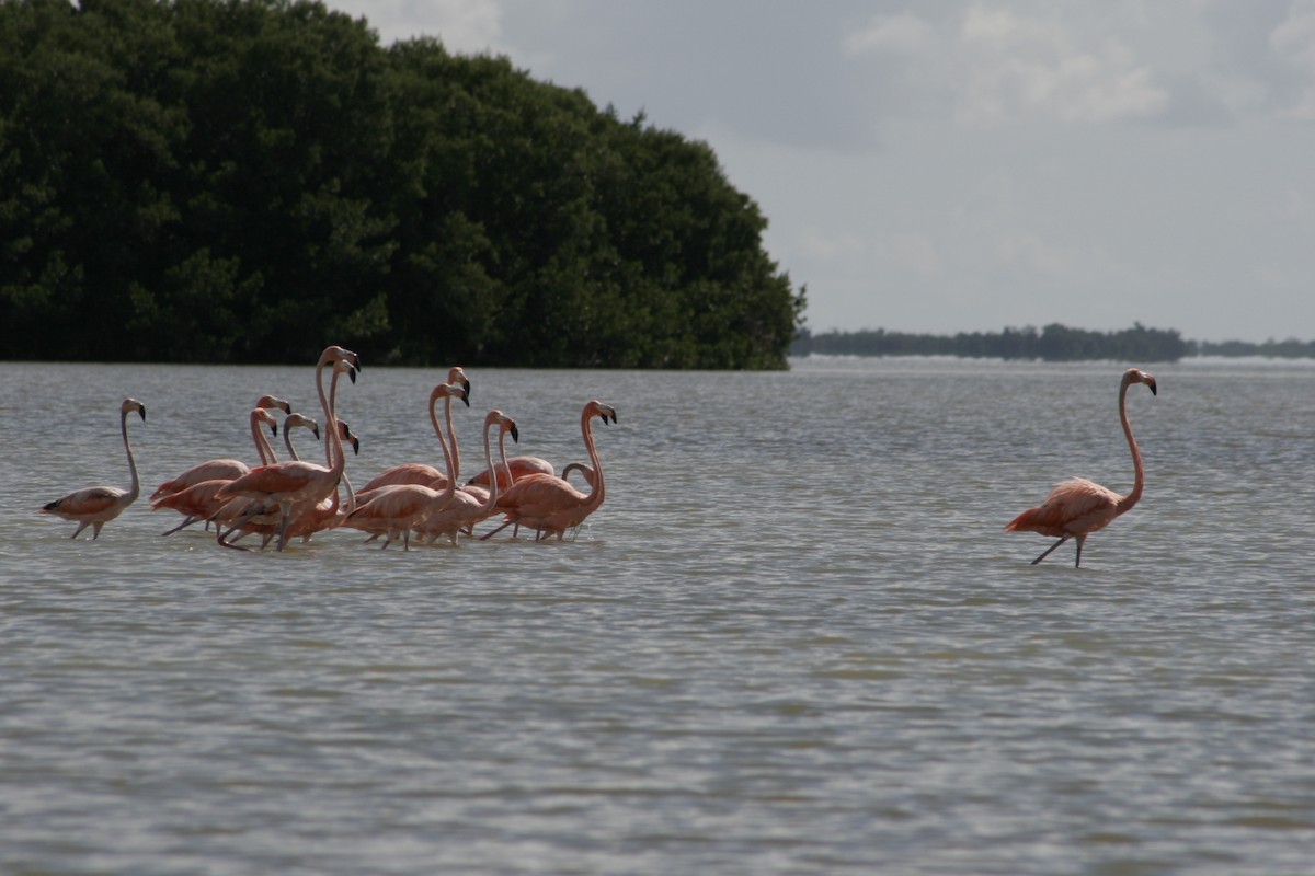 Amerika Flamingosu - ML609647701