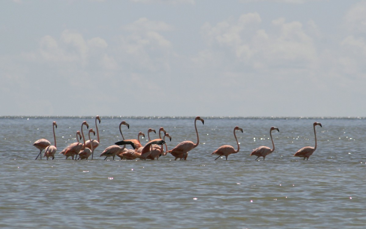Amerika Flamingosu - ML609647702