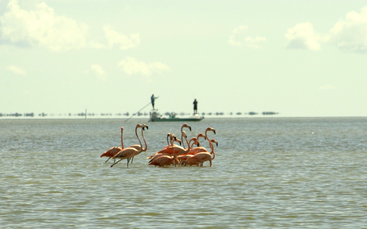 Amerika Flamingosu - ML609647703