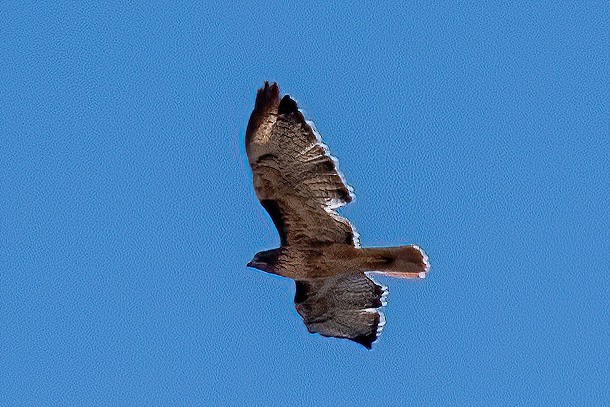 Red-tailed Hawk - ML609648170