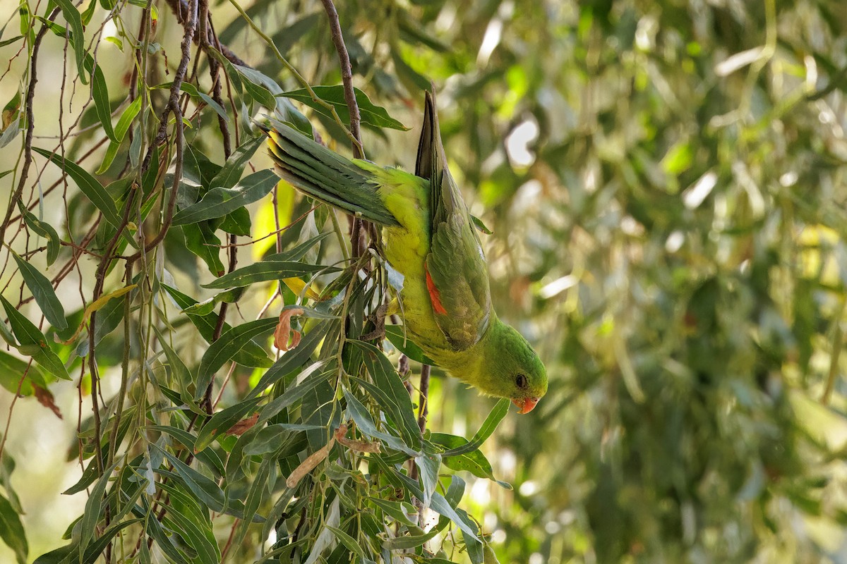 Red-winged Parrot - ML609648413