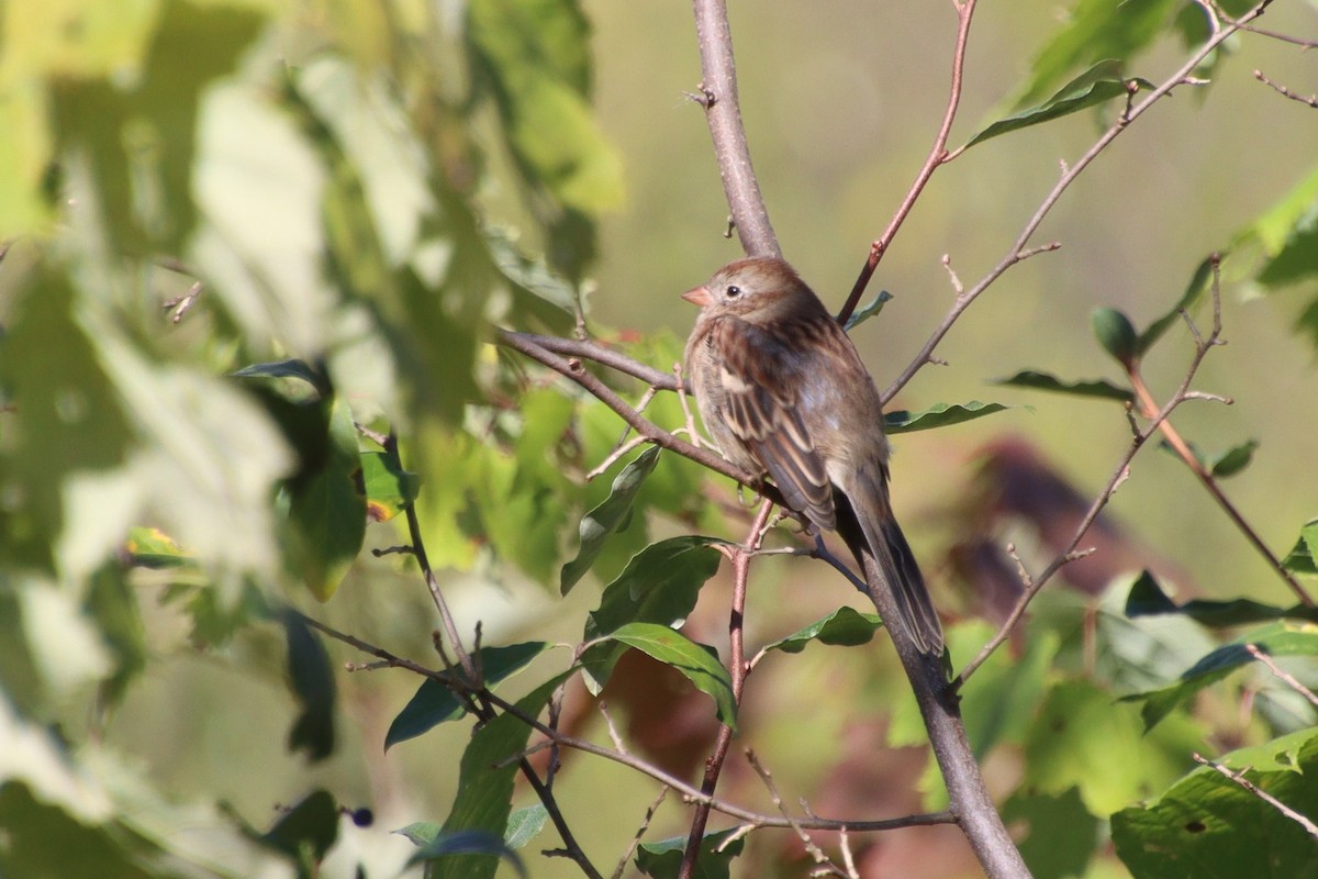 Field Sparrow - ML609648743