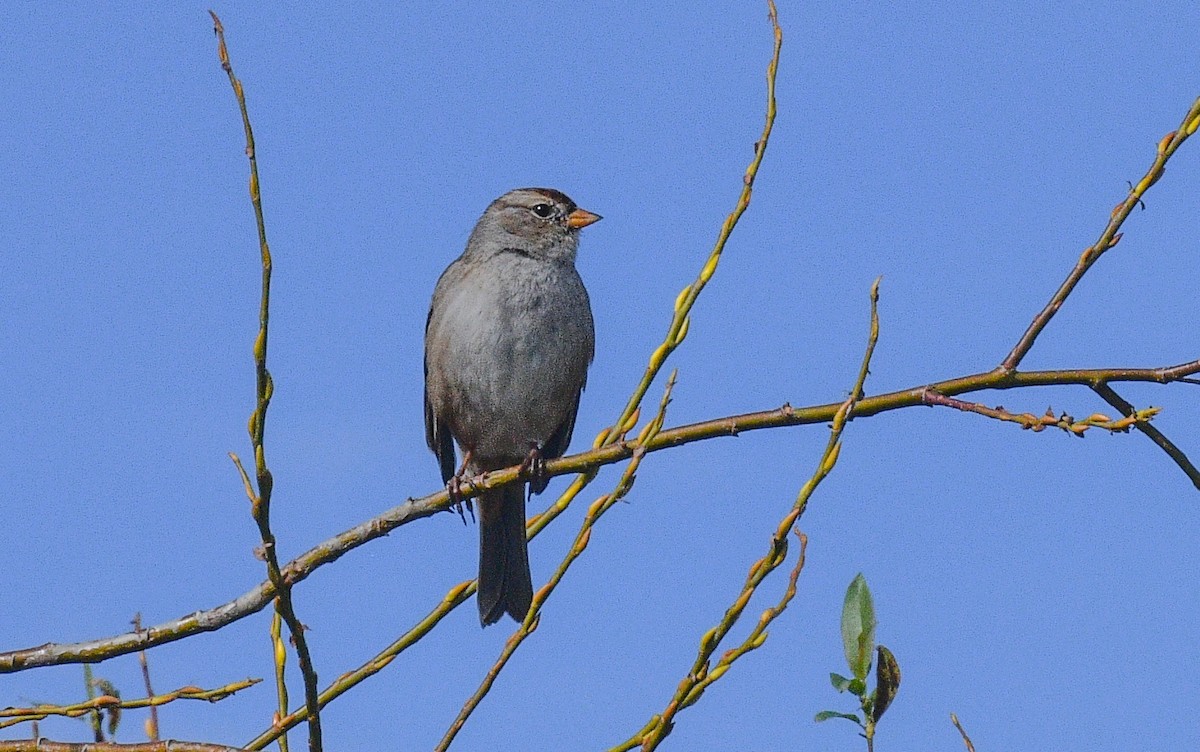 White-crowned Sparrow - ML609648806