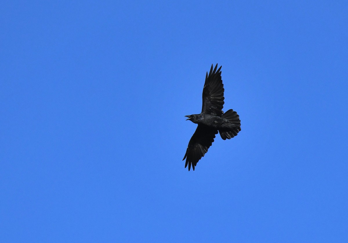 Common Raven - ML609649084